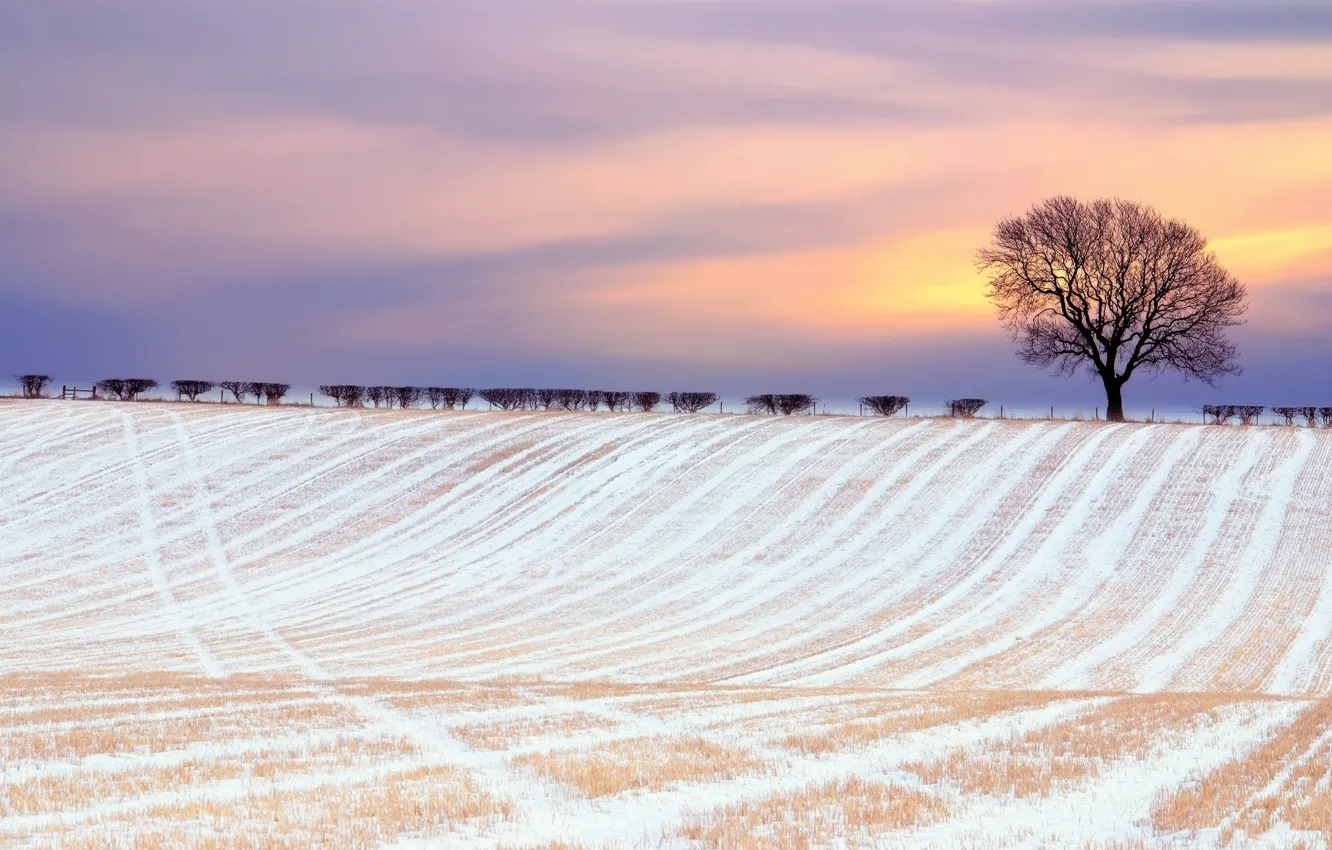 Фото обои зима, поле, небо, облака, снег, дерево, краски, кусты