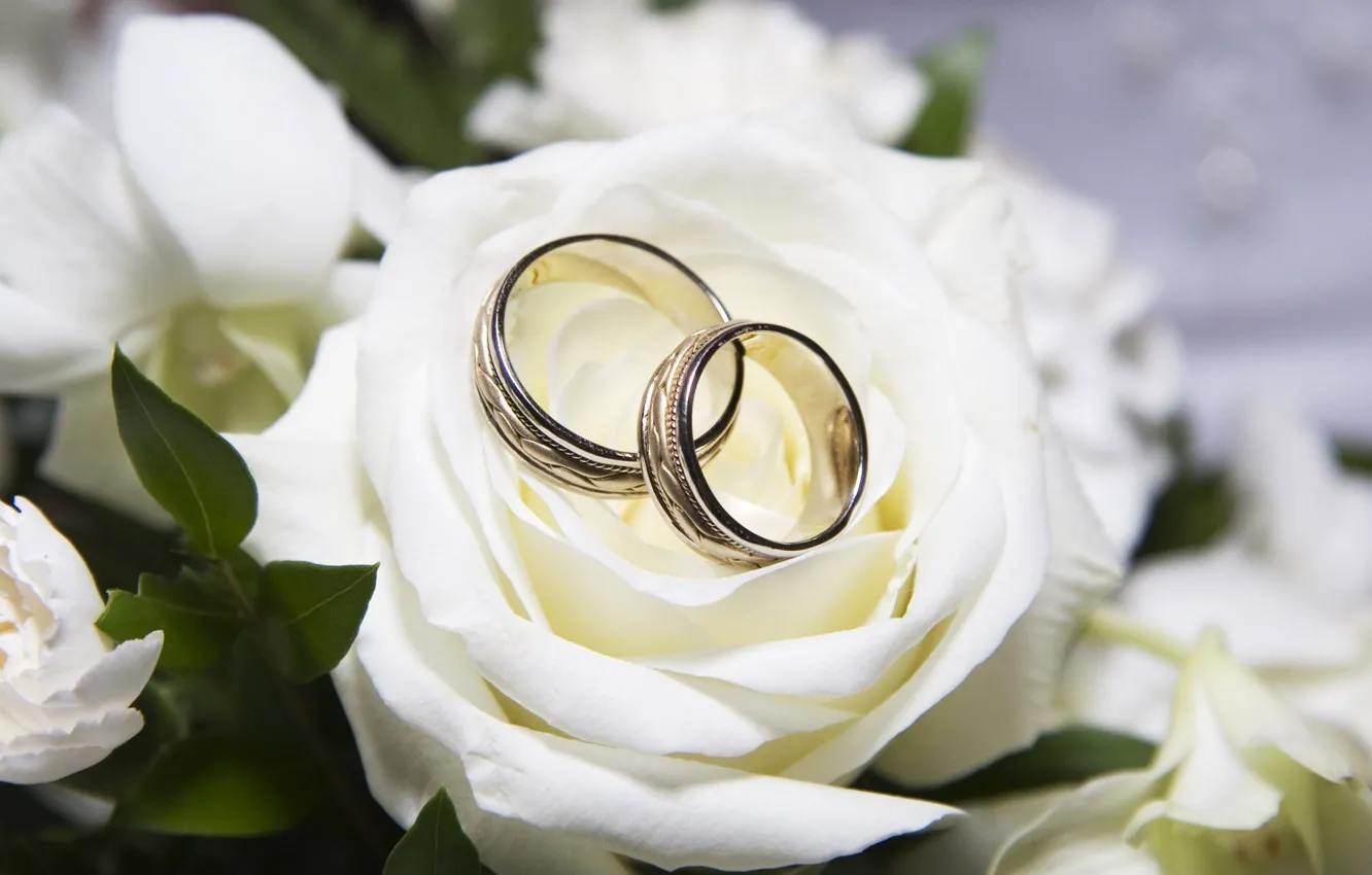 Фото обои роза, кольца, белая, свадьба