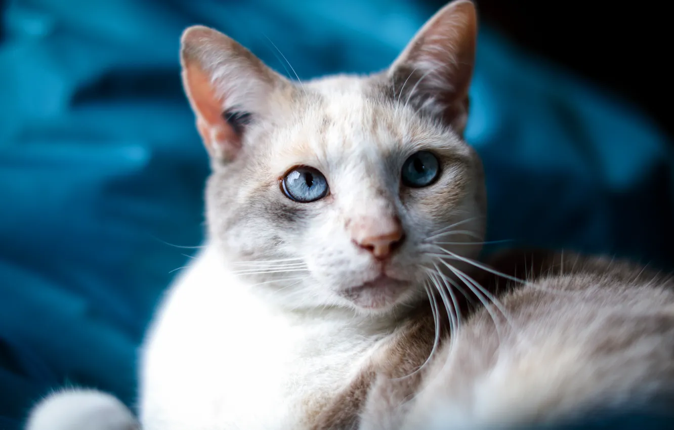 Фото обои кошка, белый, кот, усы, взгляд, морда, портрет, светлый