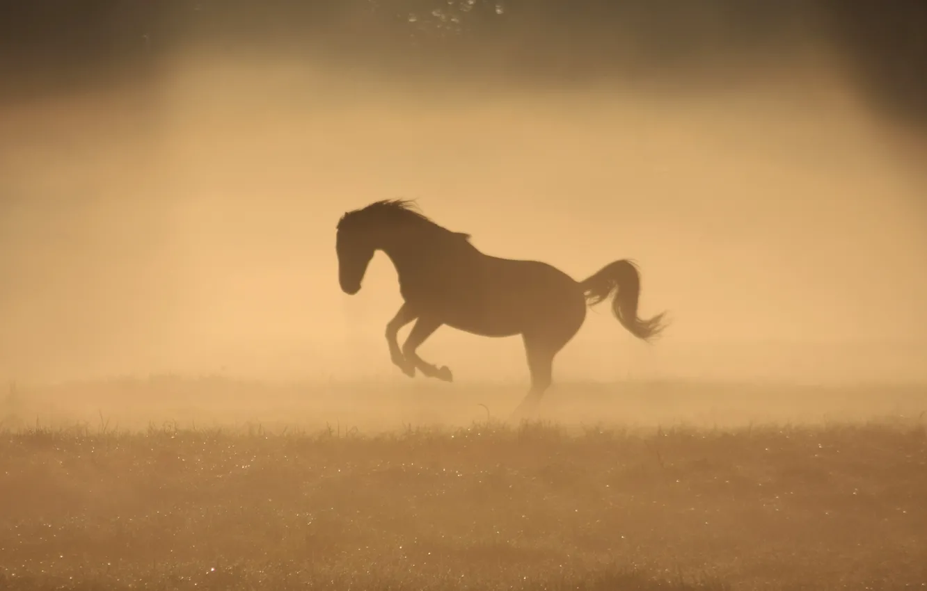 Фото обои туман, роса, конь, лошадь, утро