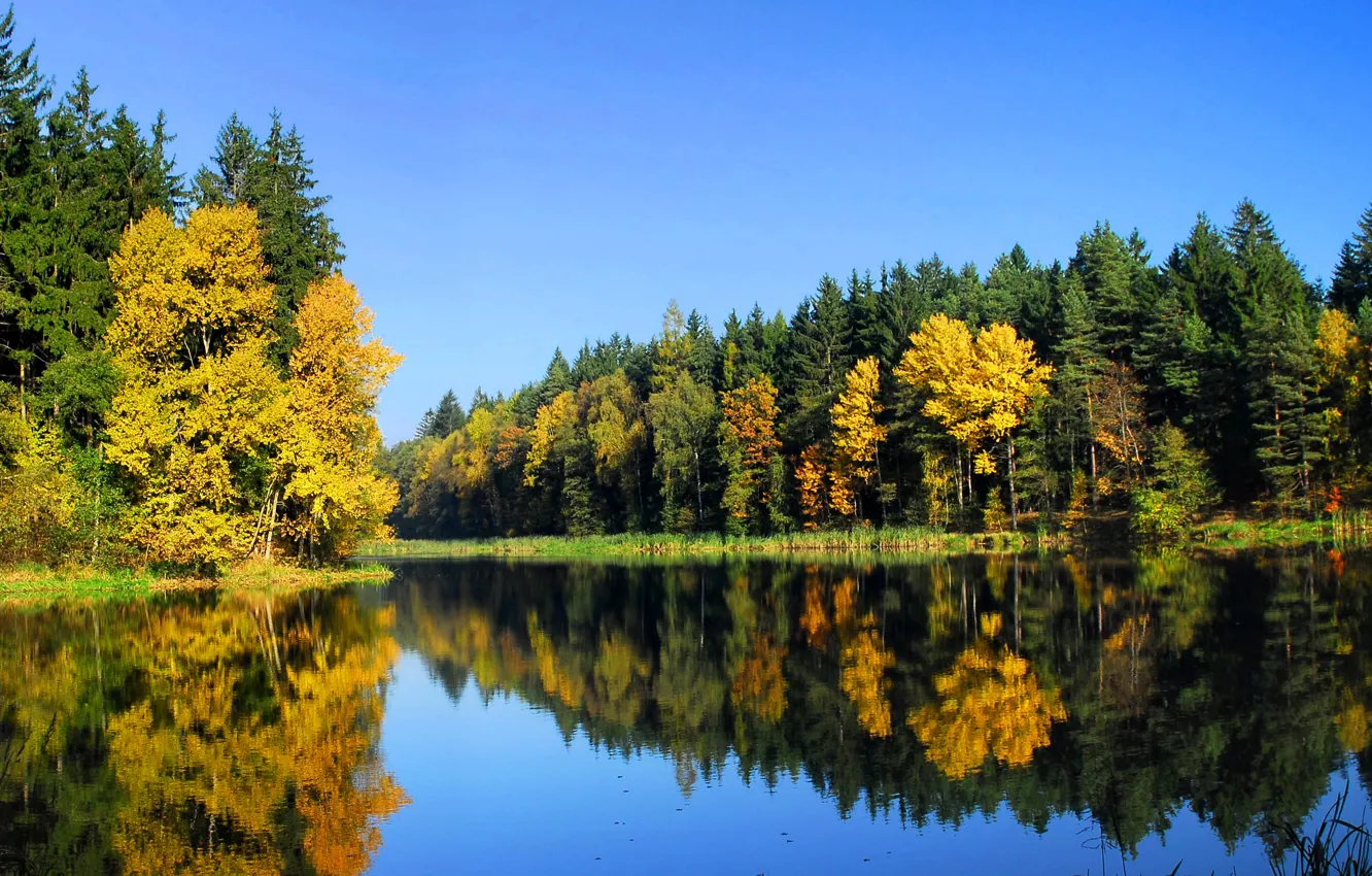 Фото обои осень, лес, деревья, природа, река, Пейзаж