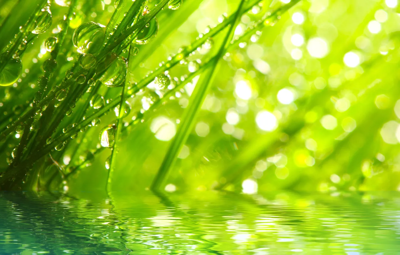 Фото обои трава, вода, капли, макро, лучи, природа, роса, утро