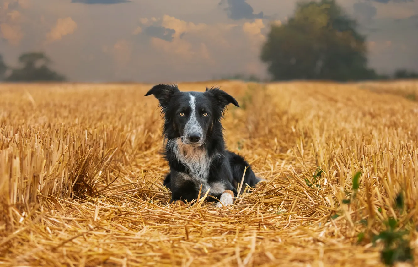 Фото обои поле, природа, собака, солома
