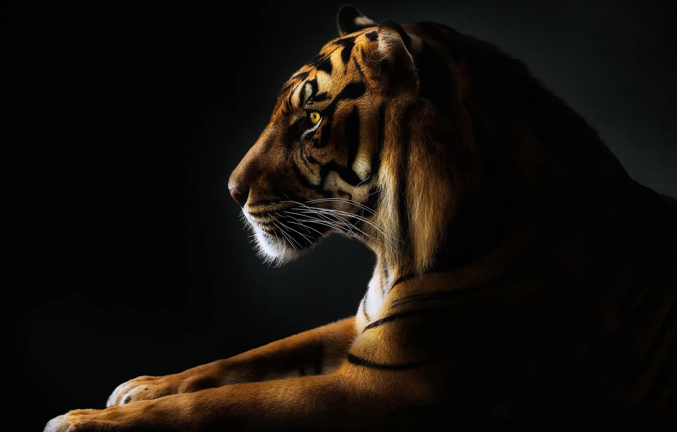Фото обои усы, тигр, лапы, tiger, paws, mustache, Pedro Jarque