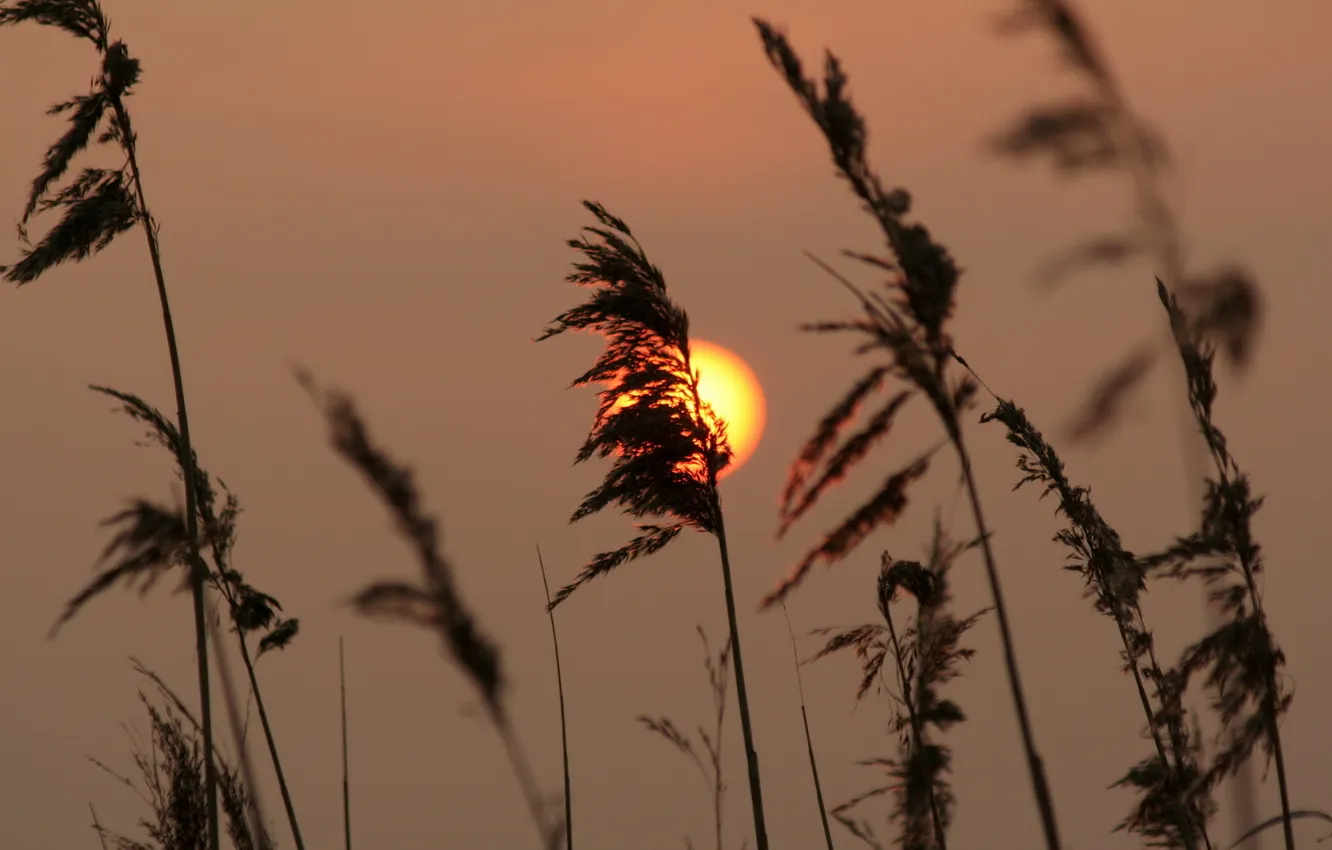 Фото обои солнце, закат, высокая трава