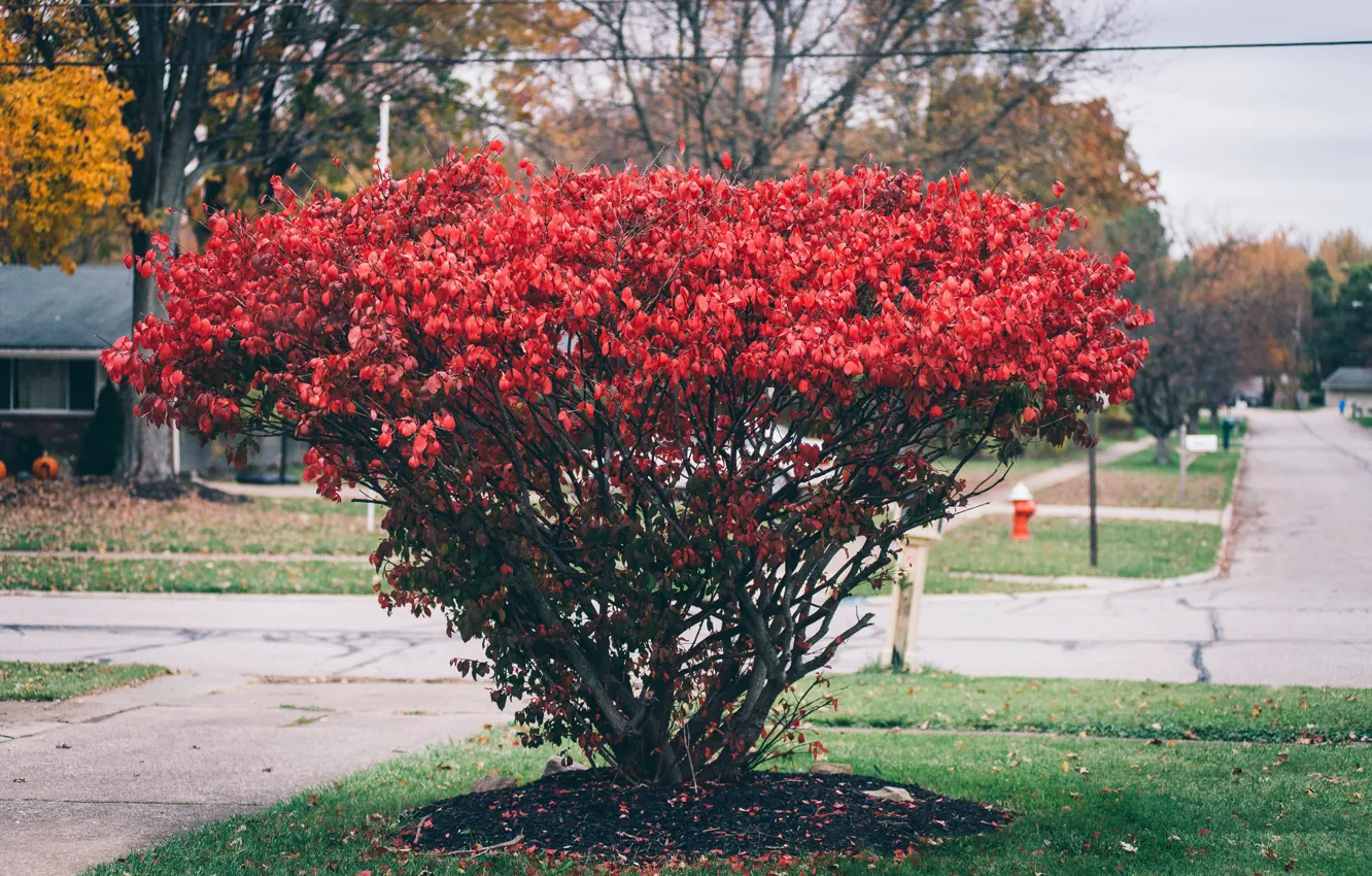Фото обои дерево, куст, красные лепестки