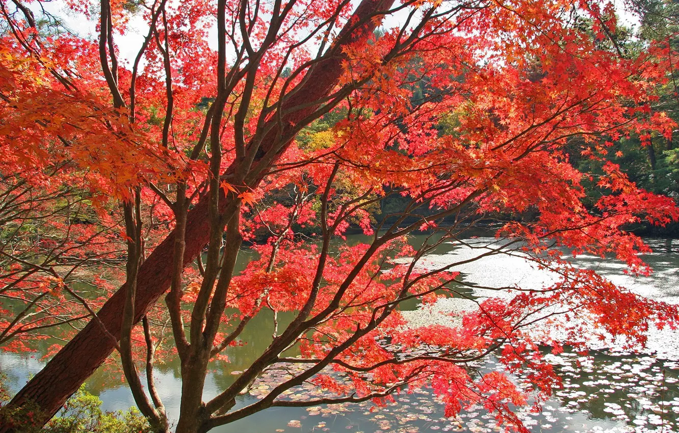 Фото обои осень, красный, Вода, Деревья, Листья
