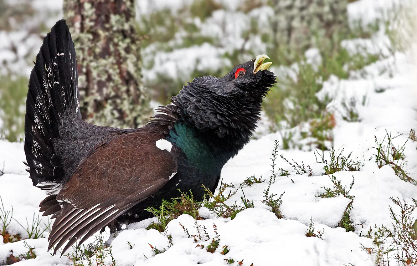 Фото обои зима, птица, глухарь