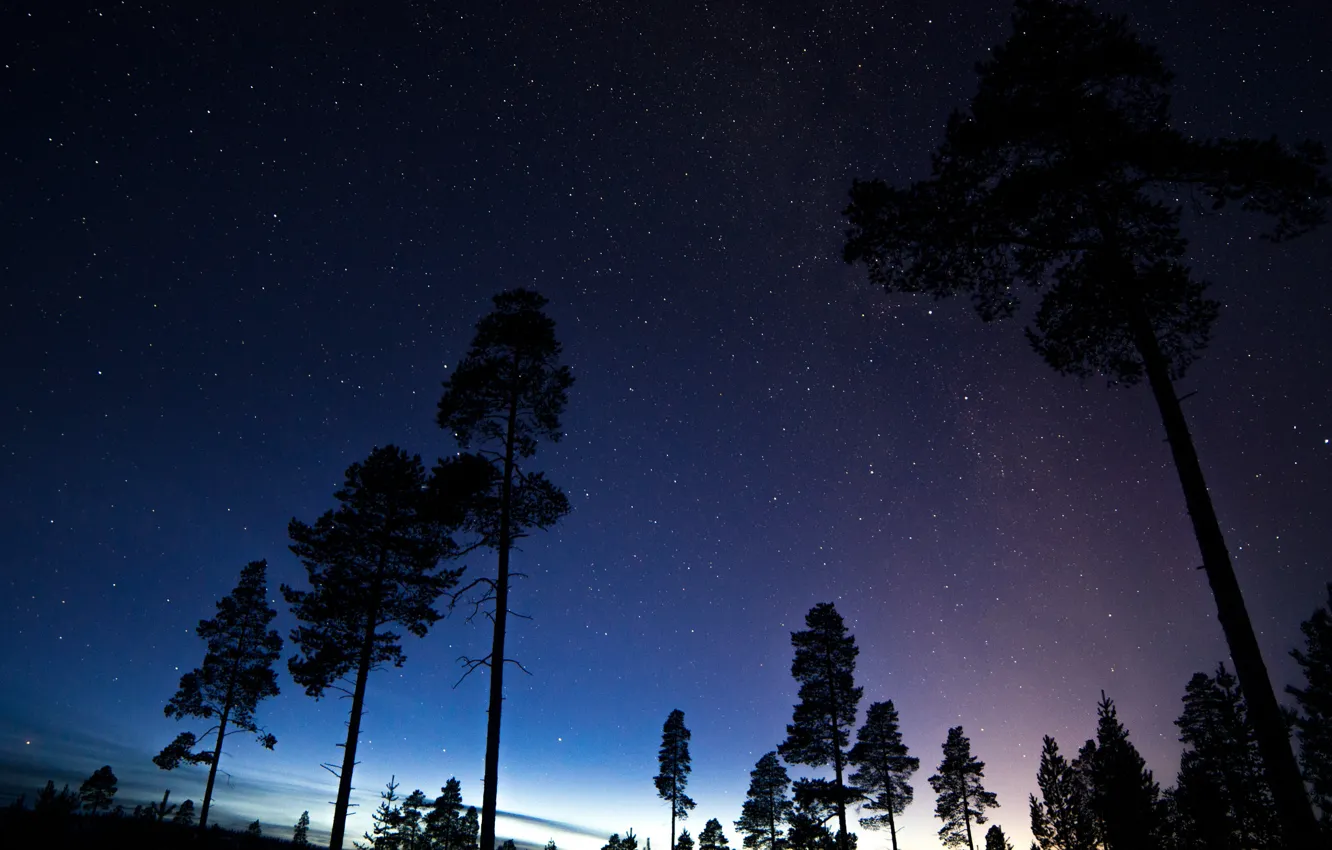 Фото обои космос, звезды, деревья, ночь, пространство