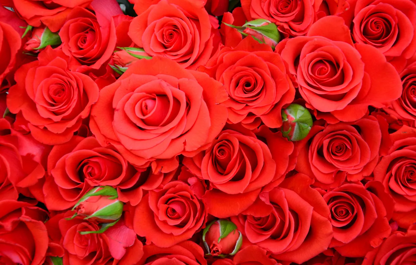 Фото обои красный, розы, red, красивая, бутоны, roses