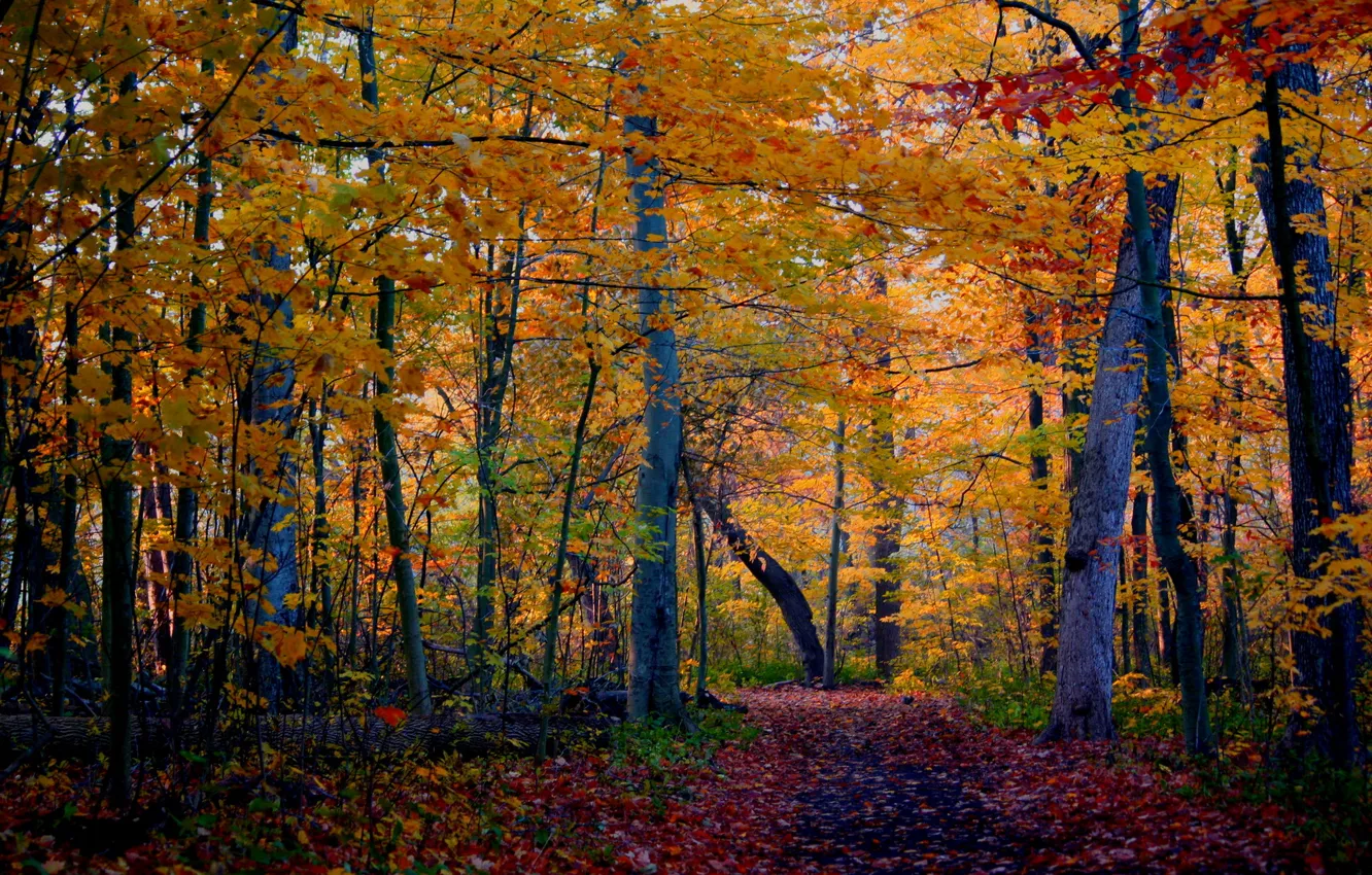 Фото обои осень, лес, деревья, природа, фото, тропа