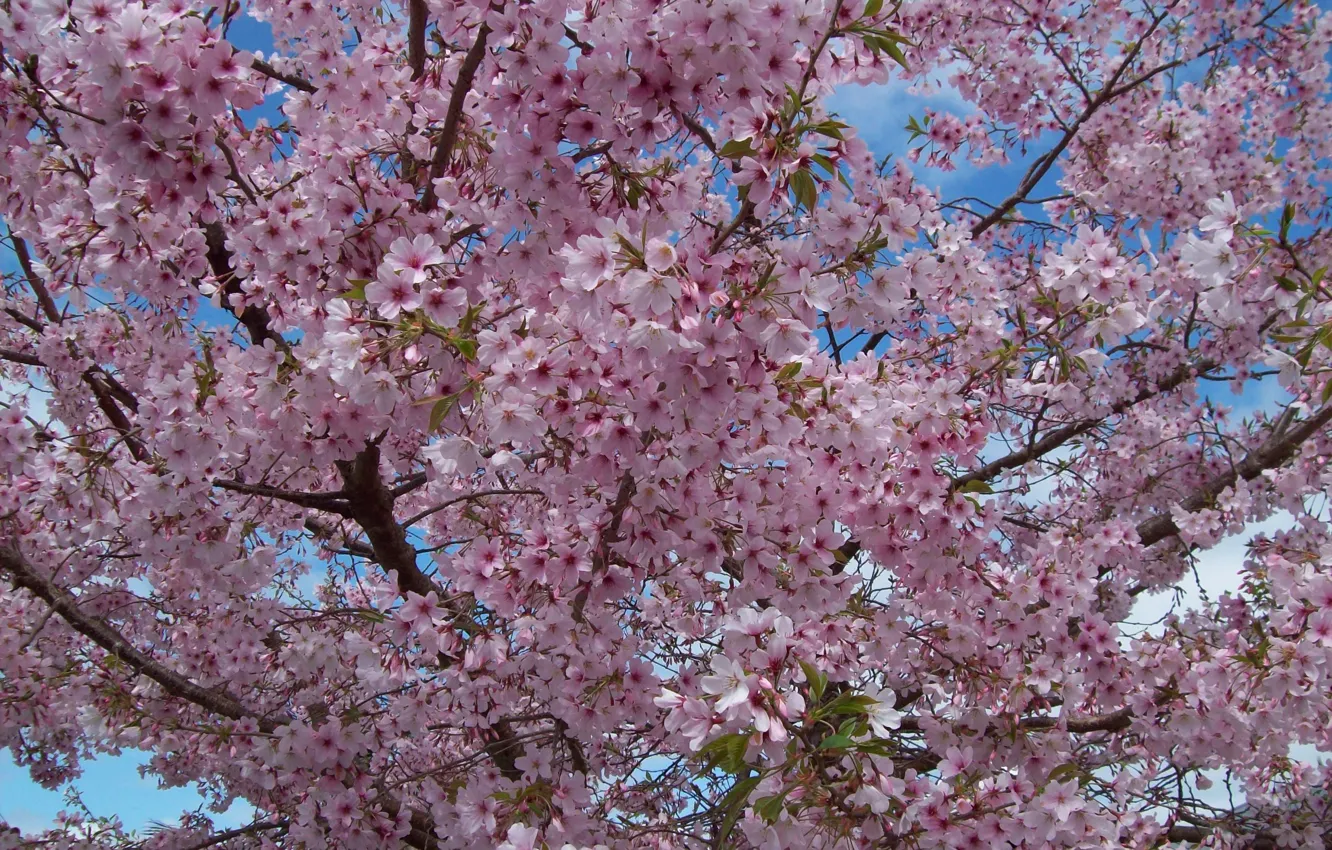 Фото обои дерево, весна, цветение, trees, Spring, blossoms, flowering