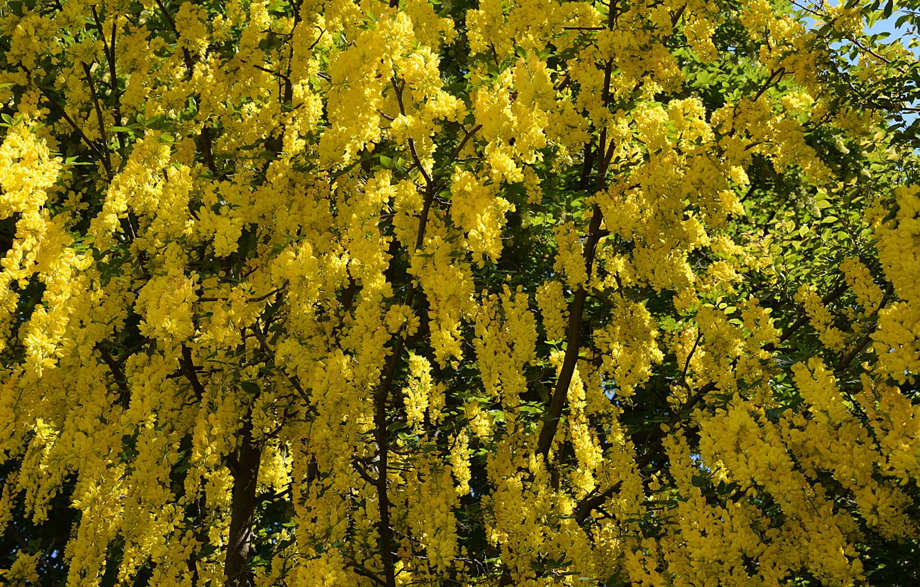 Фото обои весна, цветение, yellow, Spring, flowering