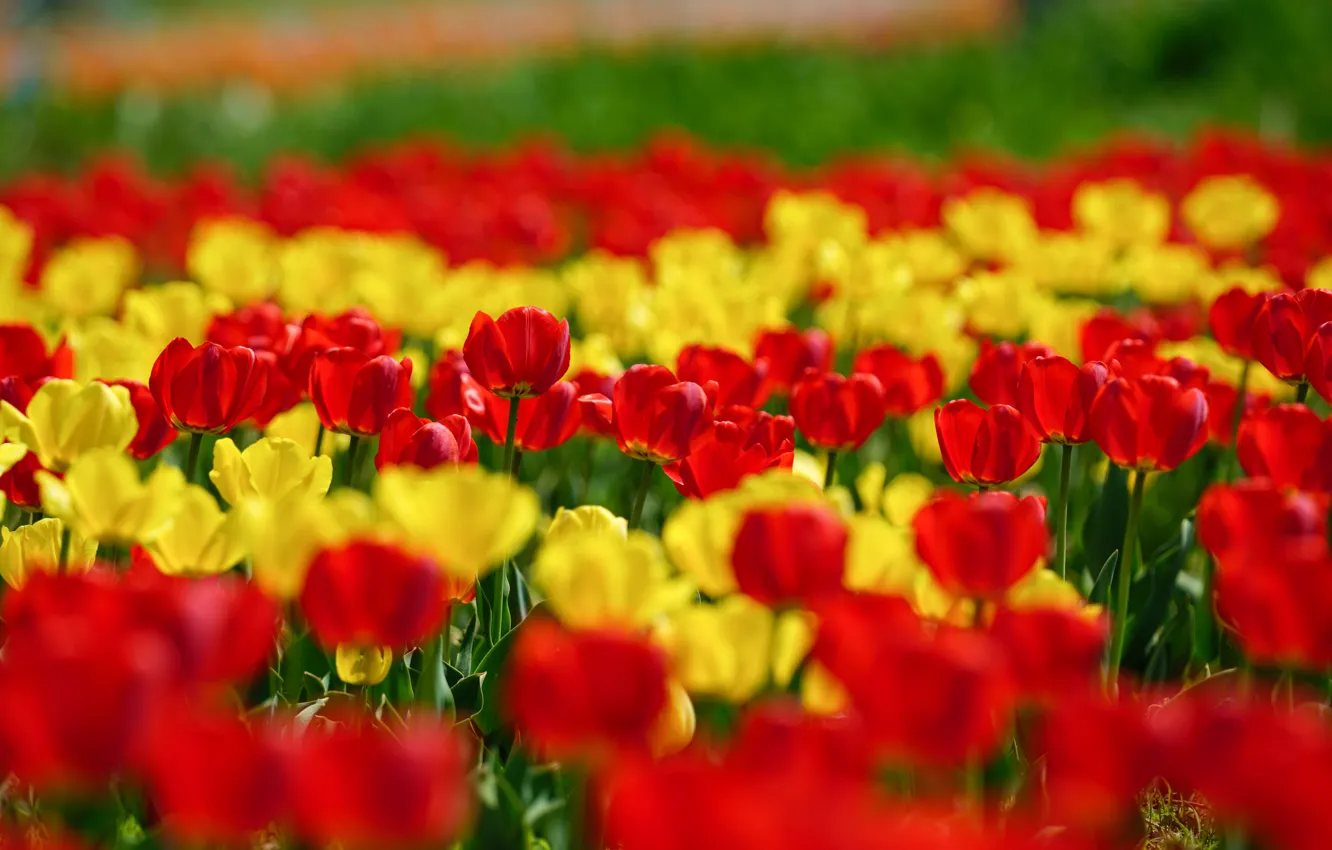 Фото обои свет, цветы, яркие, весна, желтые, тюльпаны, красные, клумба