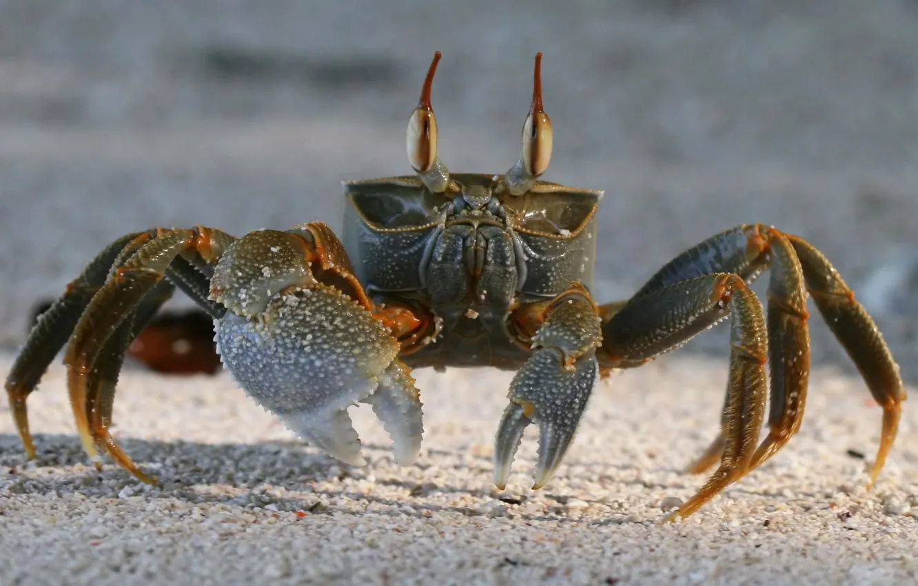 Фото обои песок, краб, Crab