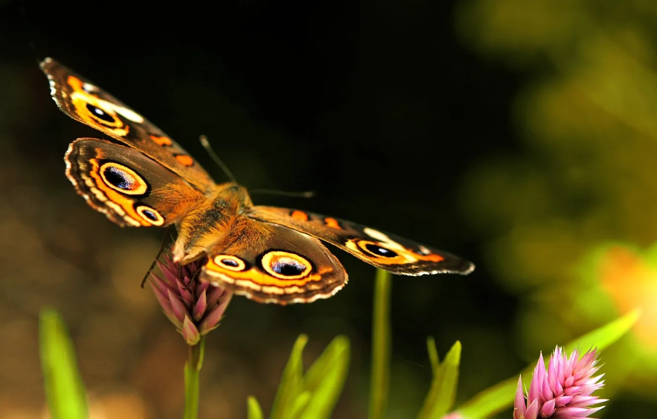 Фото обои лето, макро, бабочка