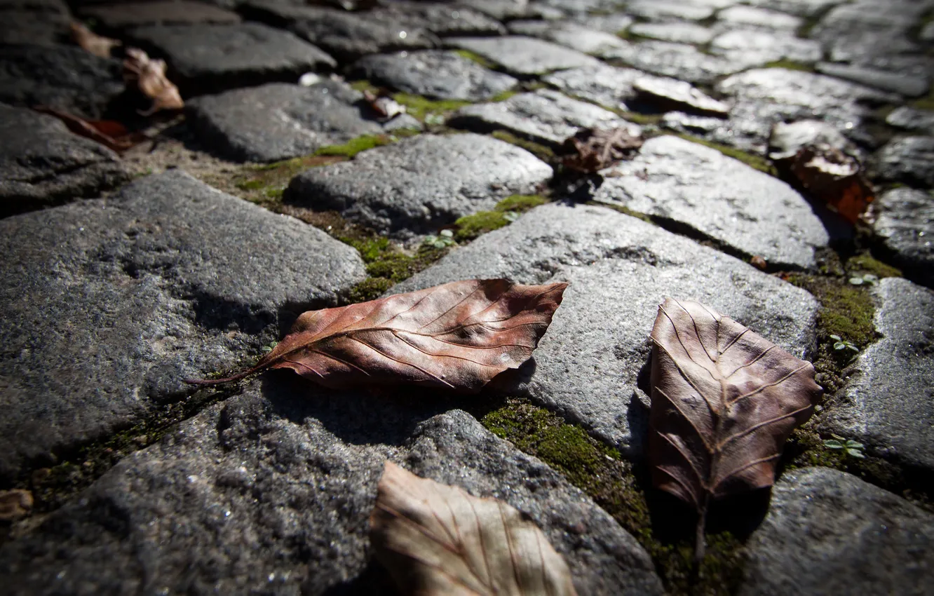 Фото обои дорога, осень, макро, камни, листва, сухая