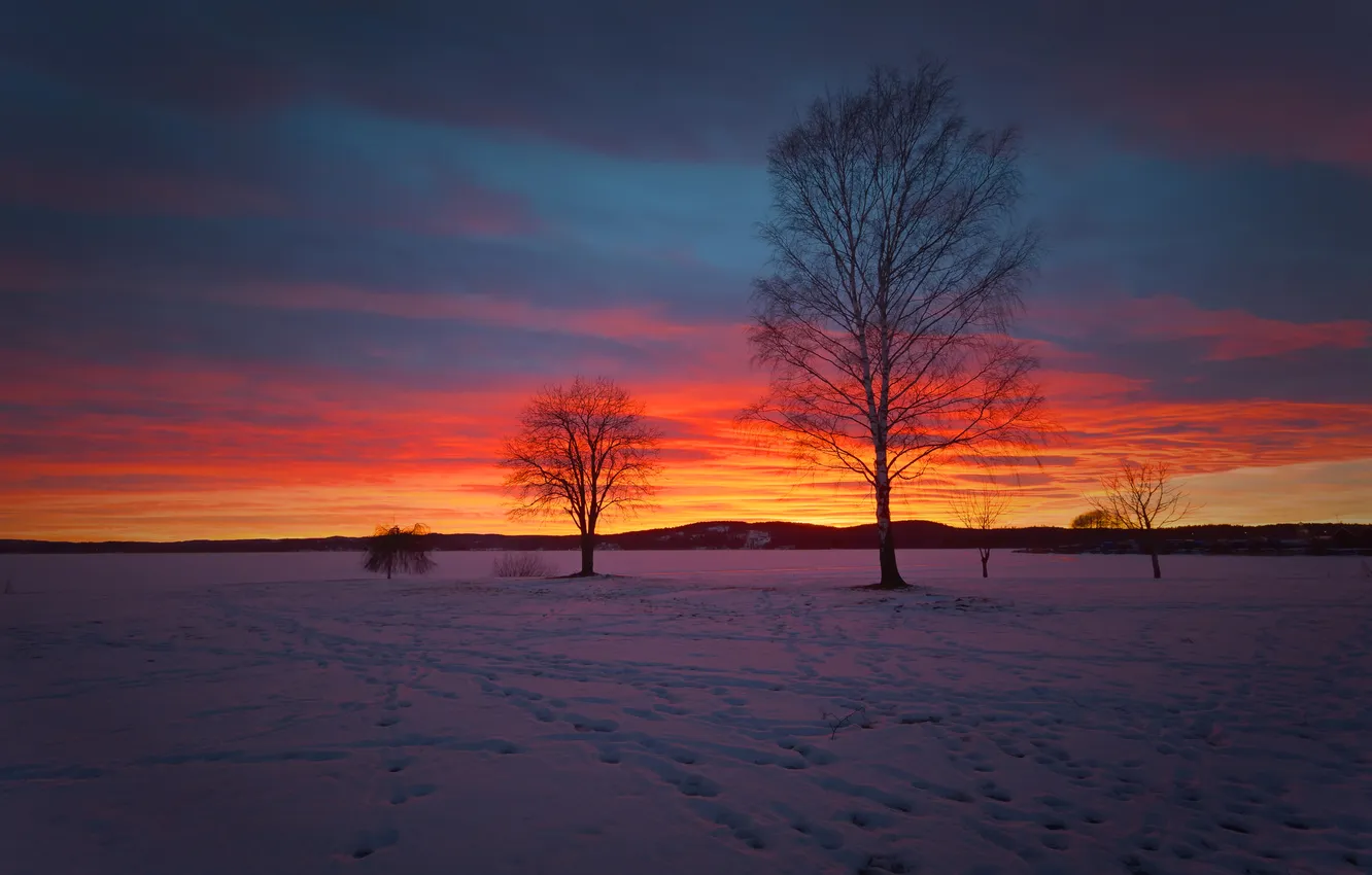 Фото обои зима, поле, небо, облака, снег, деревья, природа, зарево