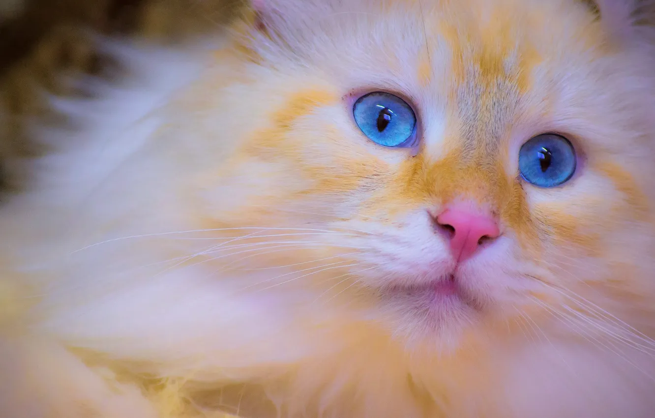 Фото обои кошка, мордочка, котёнок, голубые глаза