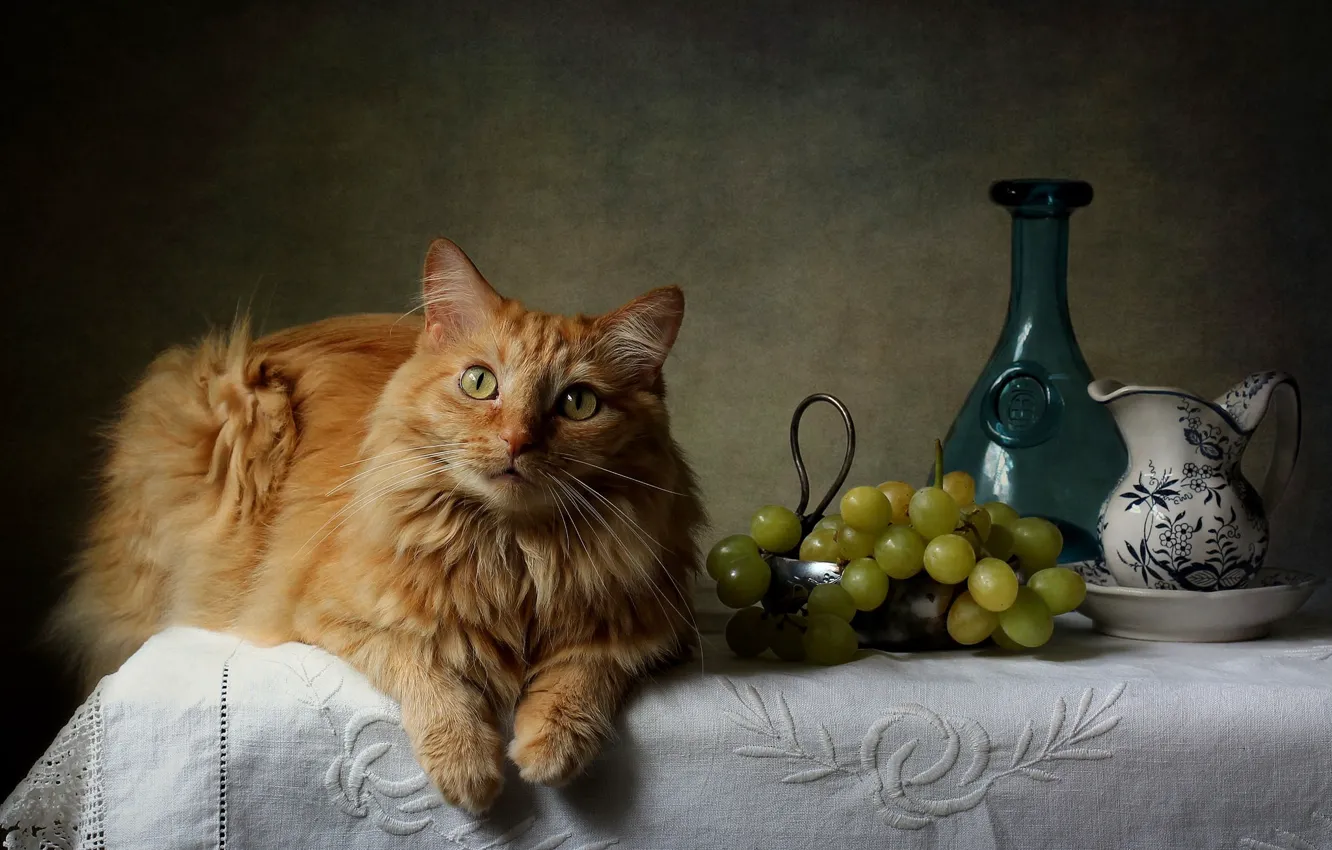 Фото обои кот, рыжий, виноград, ваза