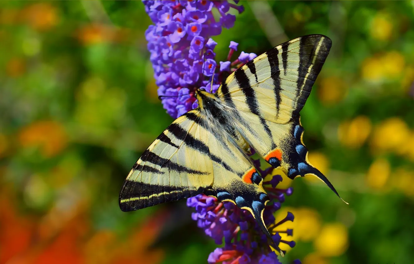 Фото обои Макро, Весна, Бабочка, Flowers, Spring, Macro, Butterfly