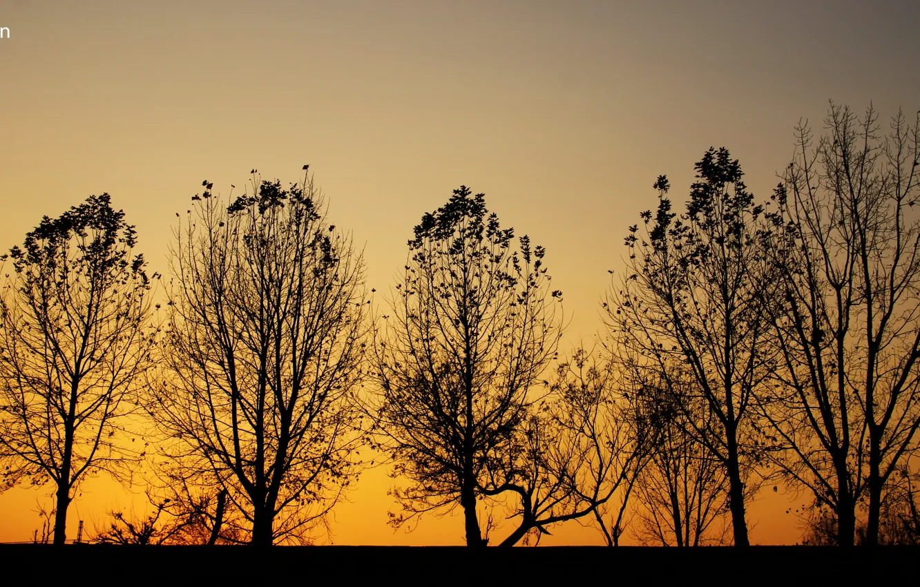 Фото обои trees, nature, yellow, sunset, automn, Black and Yellow