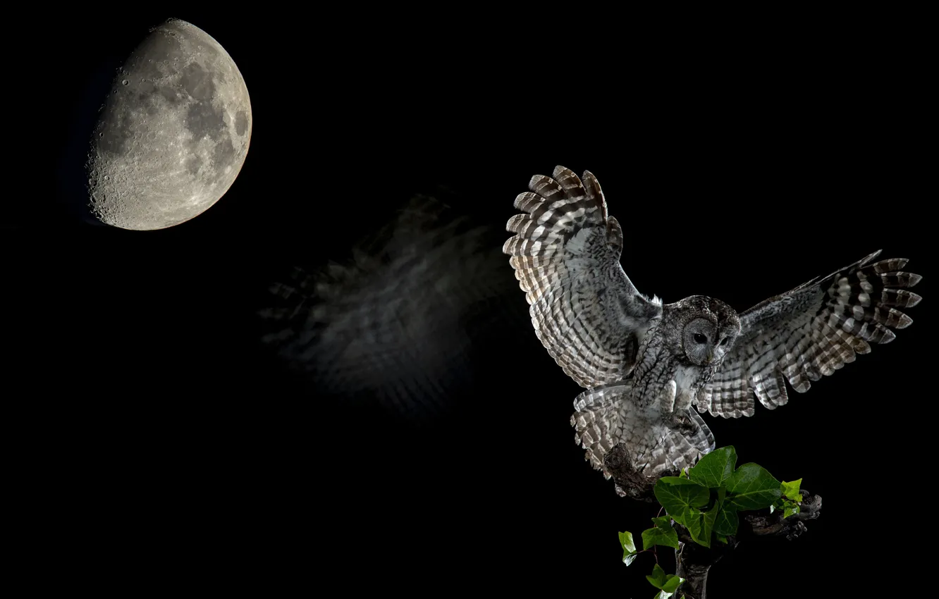 Фото обои полет, ночь, сова, птица, луна, черный фон, размах крыльев
