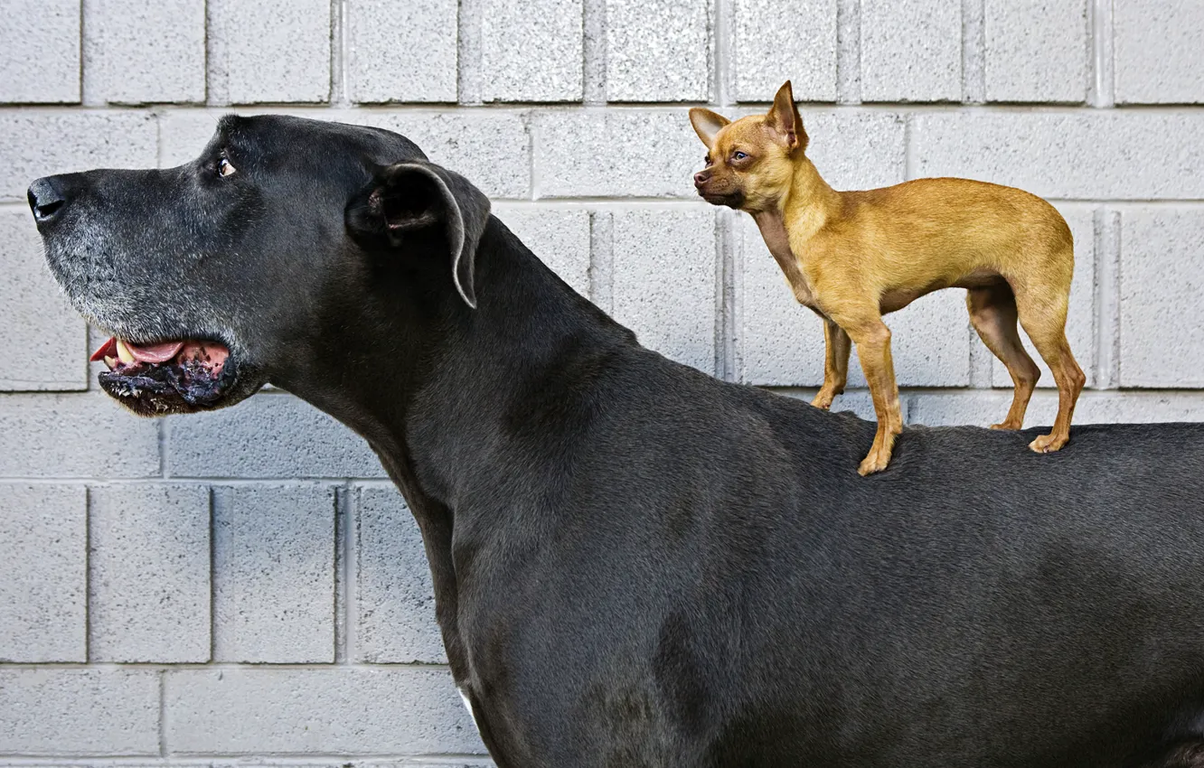 Фото обои собаки, большая, чихуахуа, маленькая, той терьер, дог