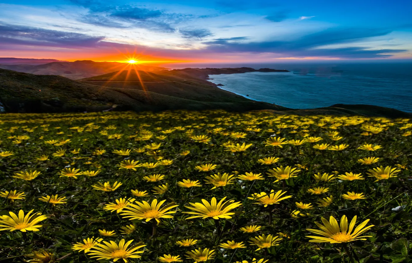 Фото обои солнце, лучи, пейзаж, закат, цветы, природа, океан, США