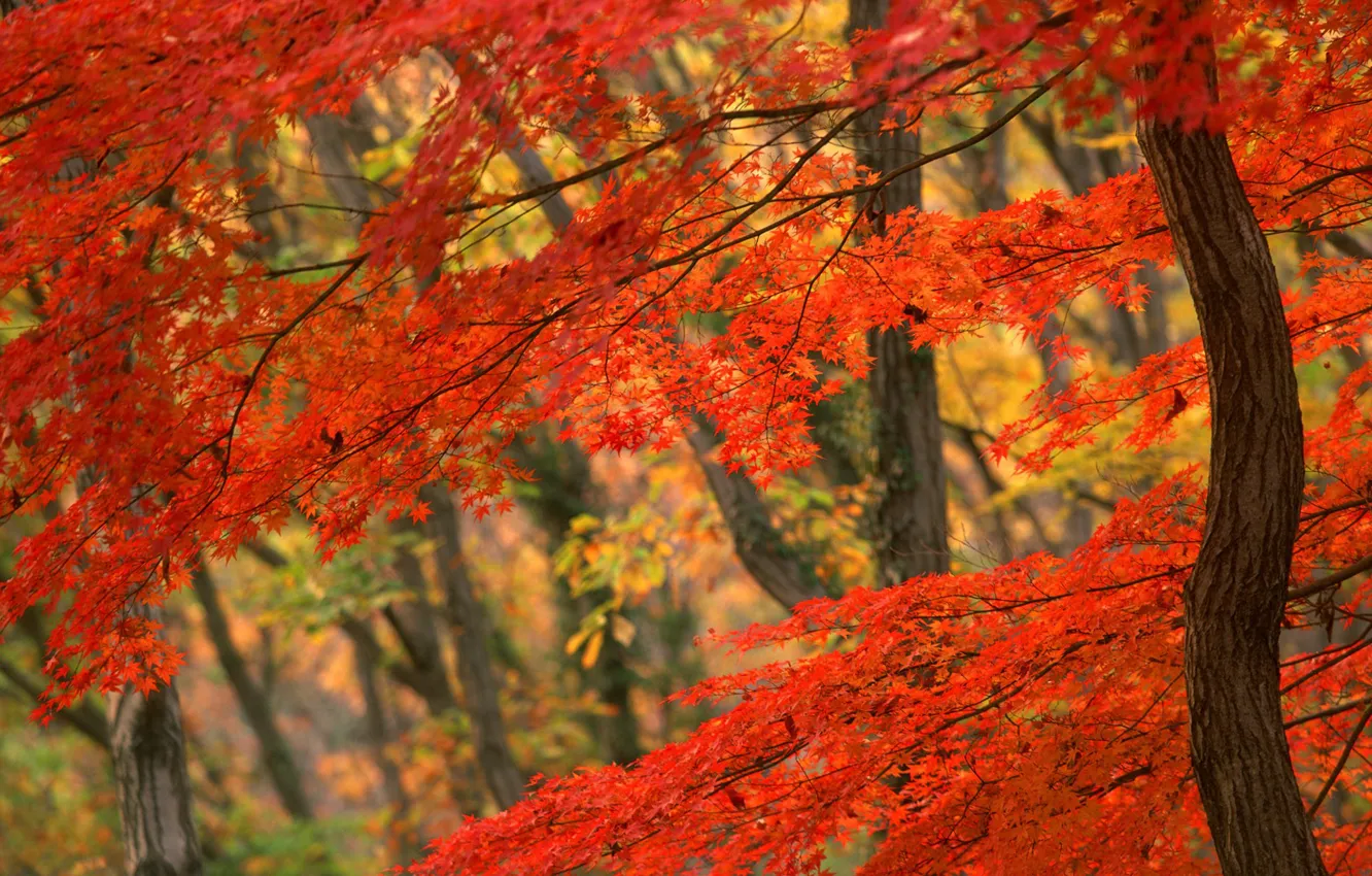 Фото обои Дерево, Осень, Япония