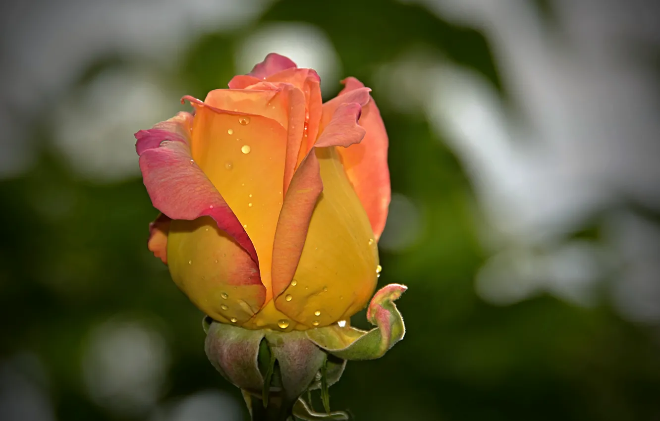 Фото обои Капли, Боке, Drops, Yellow rose, Жёлтая роза