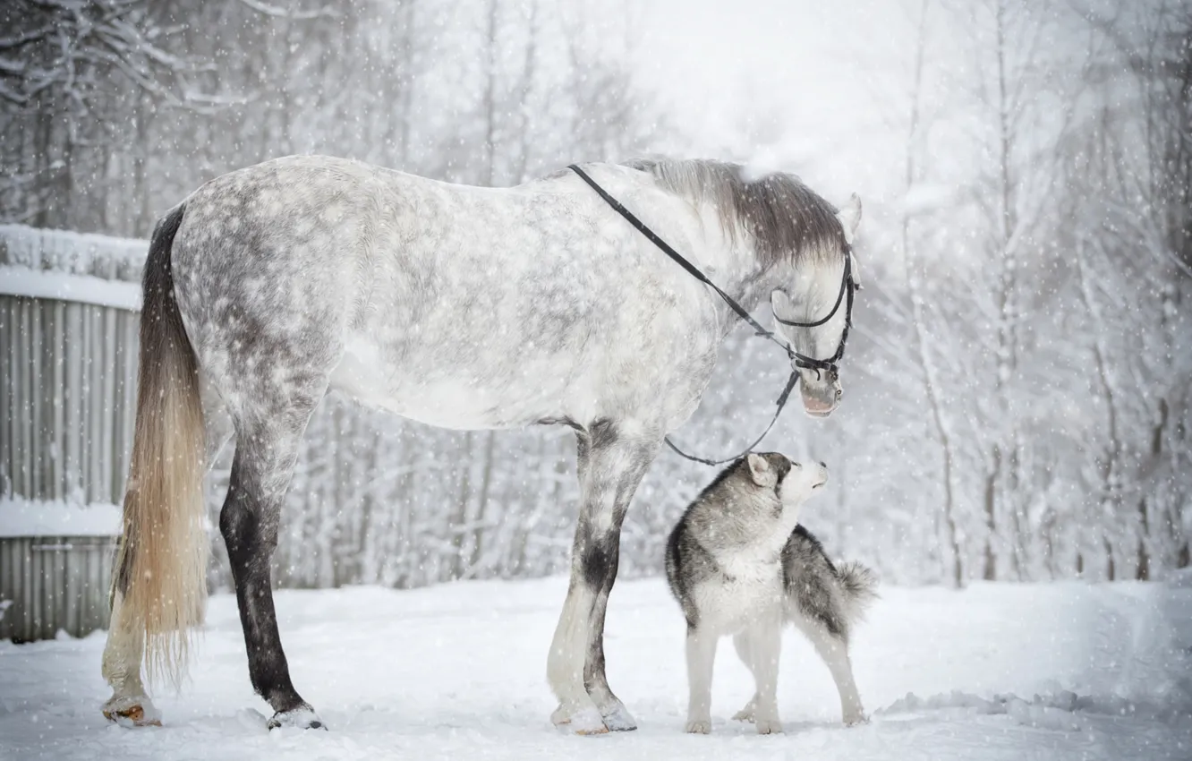 Фото обои зима, снег, конь, лошадь, собака, друзья, хаски