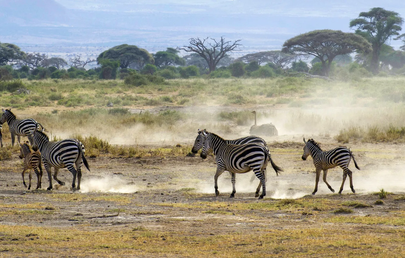 Фото обои пейзаж, пыль, саванна, Африка, страус, кусты, зебры