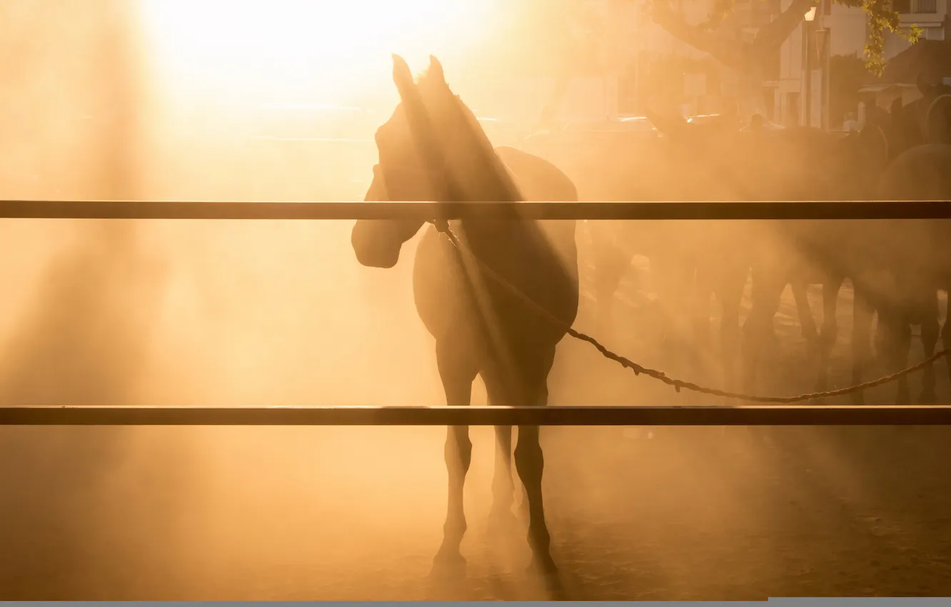 Фото обои свет, фон, конь