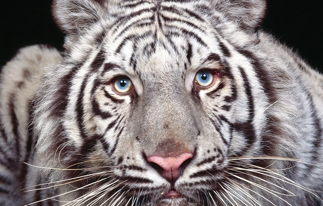 Фото обои глаза, взгляд, хищник, белый тигр