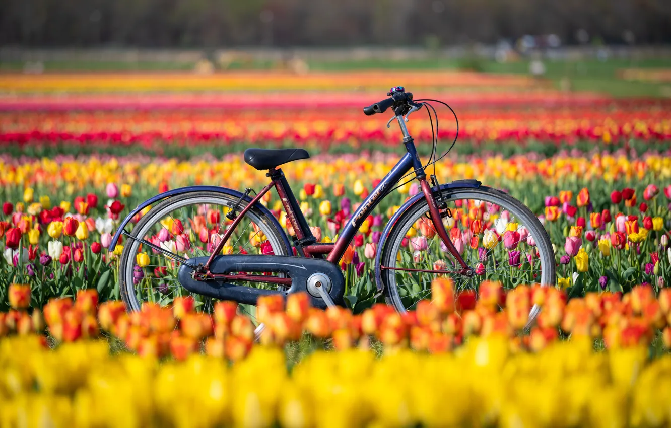 Фото обои поле, цветы, велосипед, тюльпаны, Нью-Джерси, New Jersey, Holland Ridge Farms
