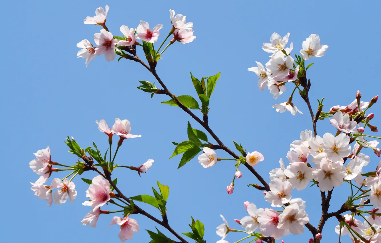 Фото обои небо, ветки, apple, весна, цветение, sky, pink, blossom