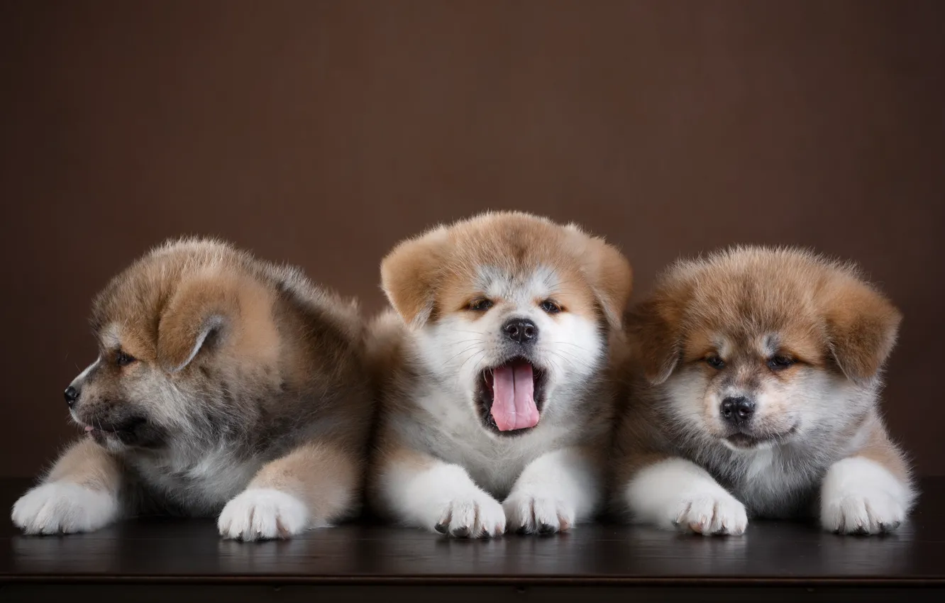 Фото обои щенки, трио, забавные, акита