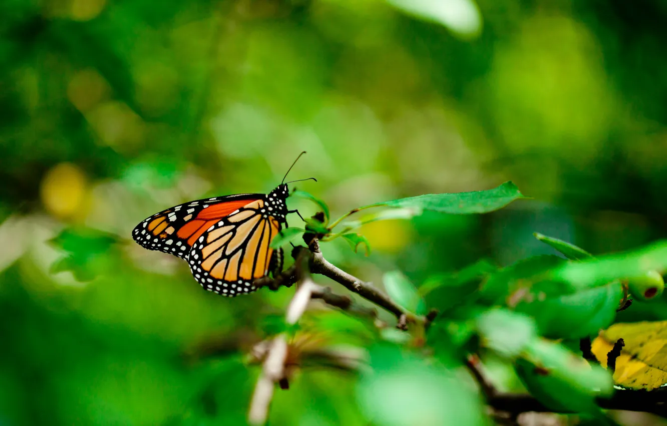 Фото обои листья, макро, бабочка, монарх
