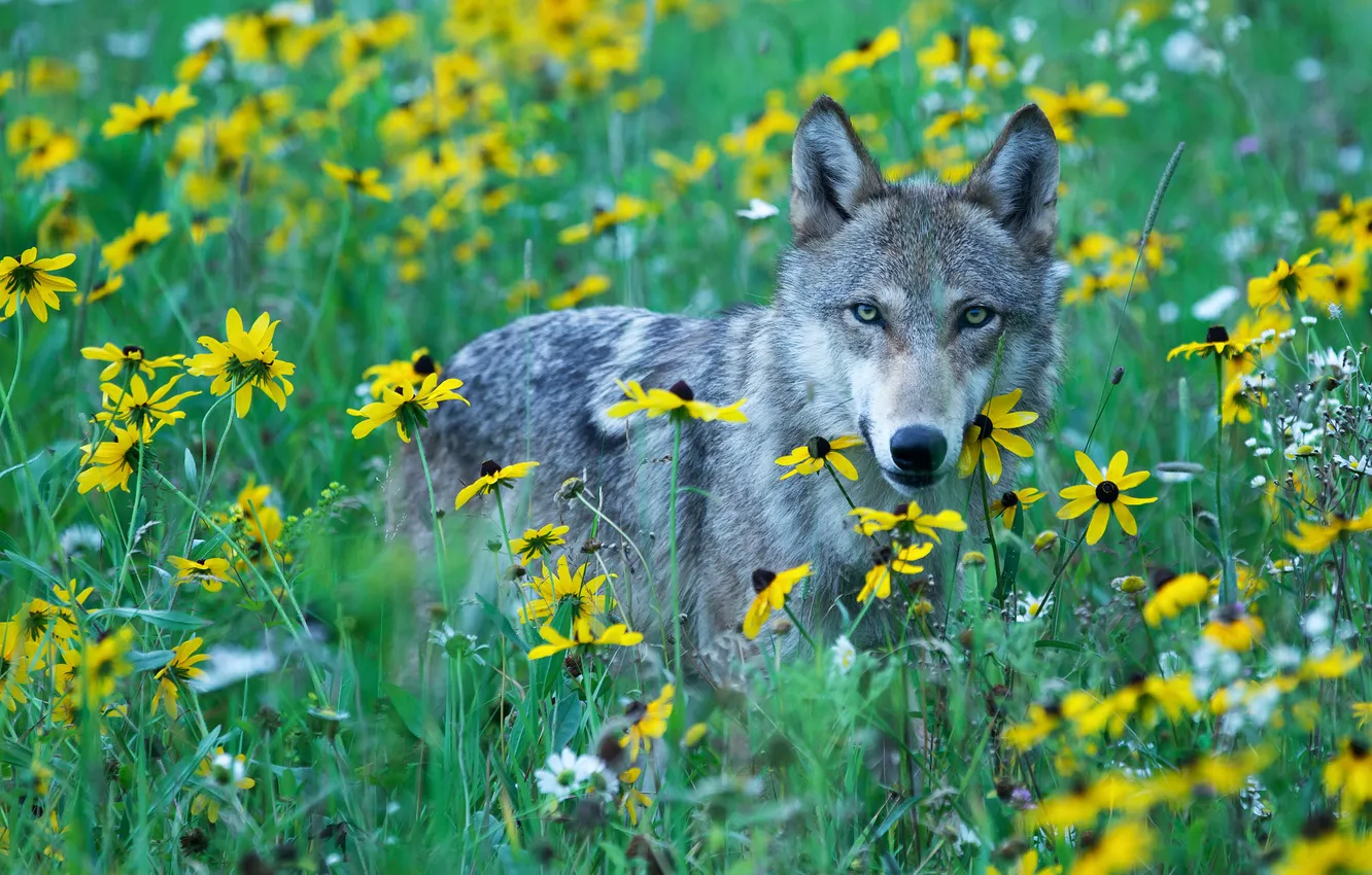 Фото обои взгляд, хищник, серый волк, желтые цветы, дикий луг