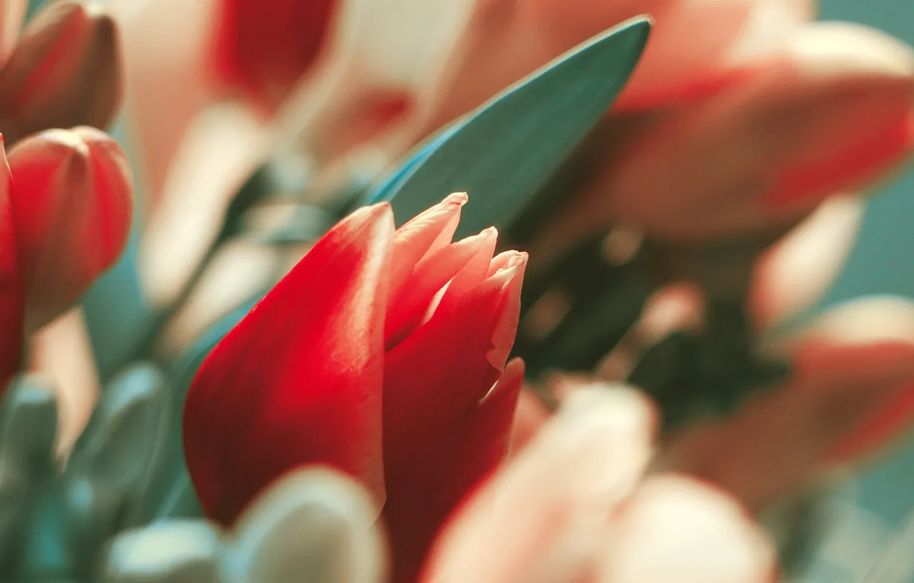 Фото обои макро, растение, тюльпаны