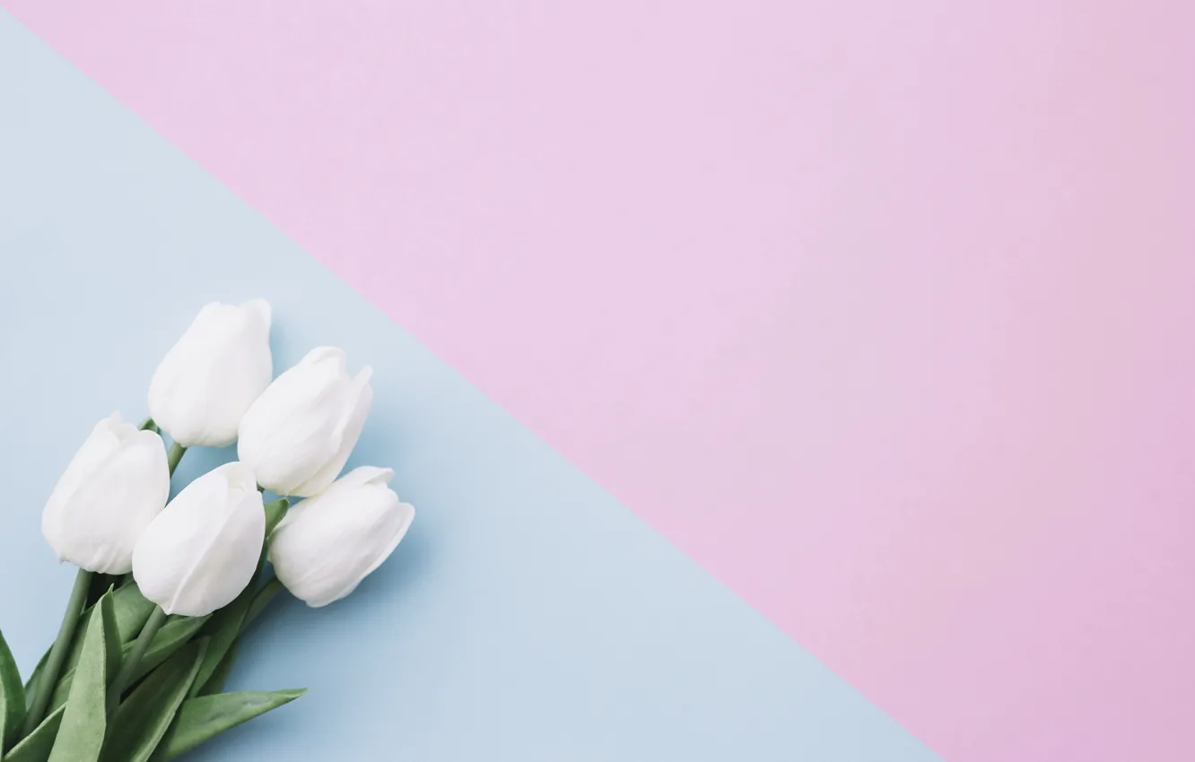 Фото обои цветы, фон, букет, тюльпаны