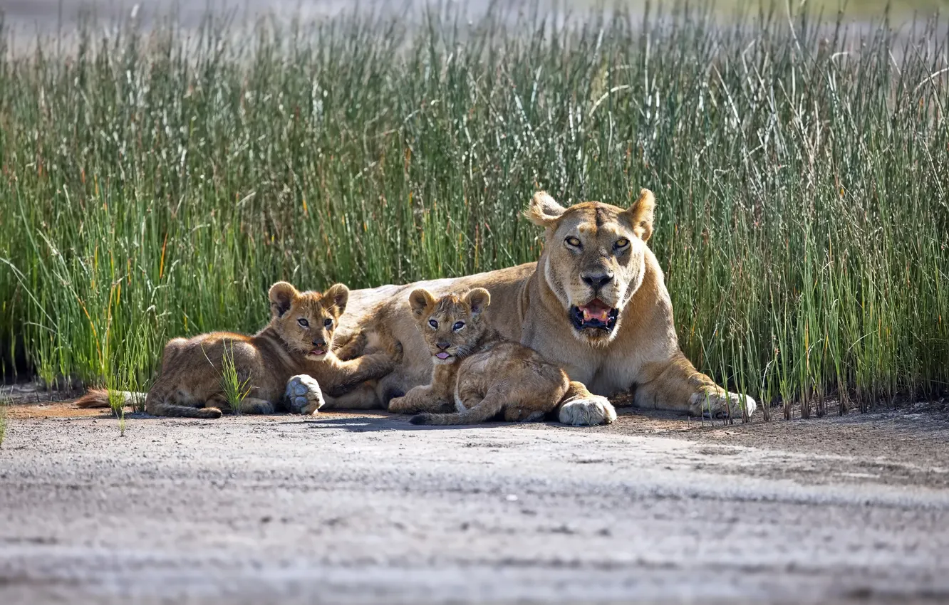 Фото обои look, lioness, cub, felines