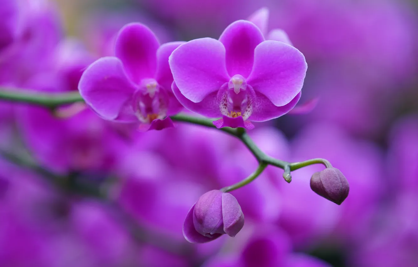 Фото обои веточка, фон, бутоны, орхидея, Фаленопсис