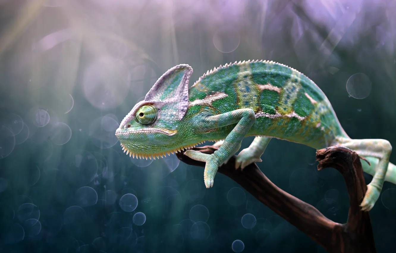 Фото обои хамелеон, chameleon, Edy Pamungkas