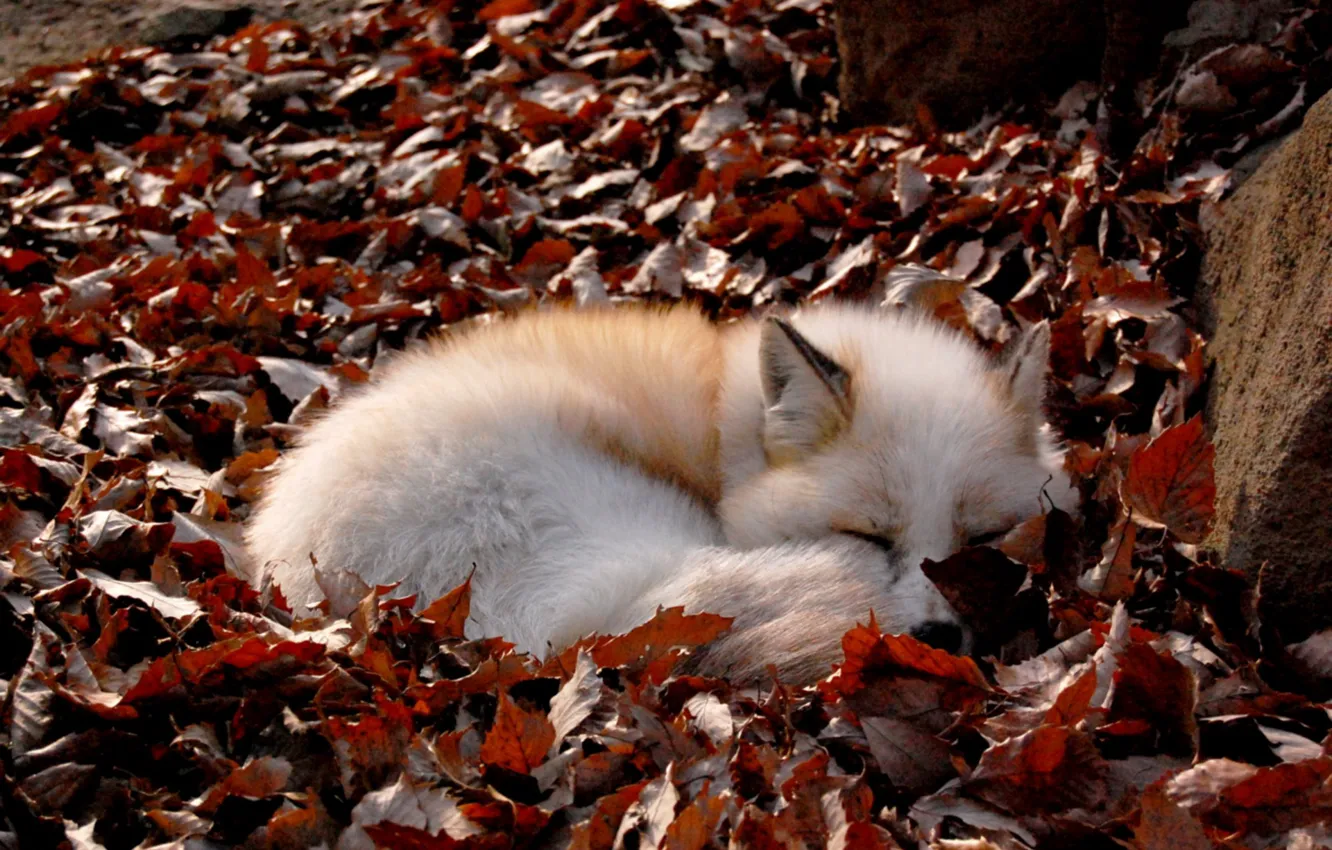Фото обои лисица, опавшая листва, свернулась клубком