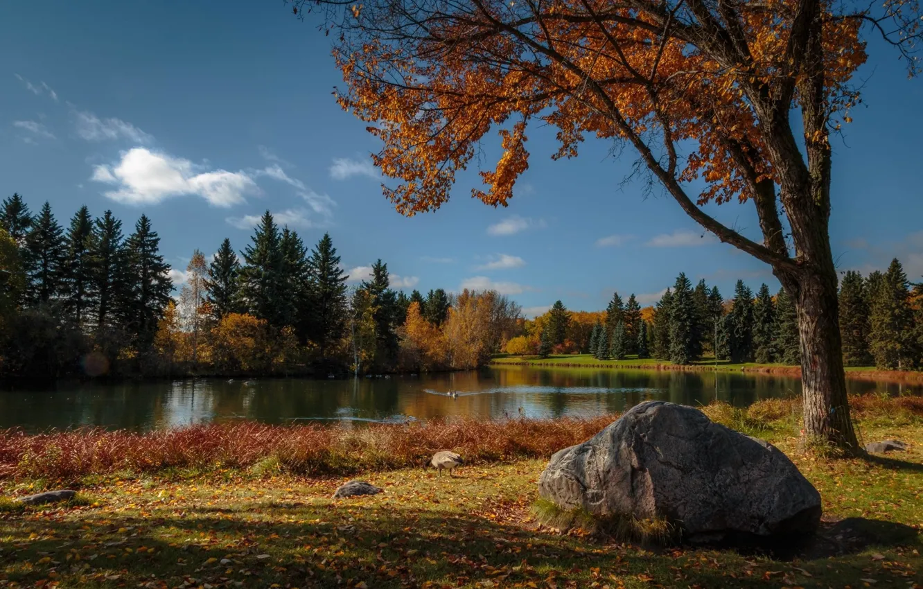 Фото обои осень, озеро, парк, гуси