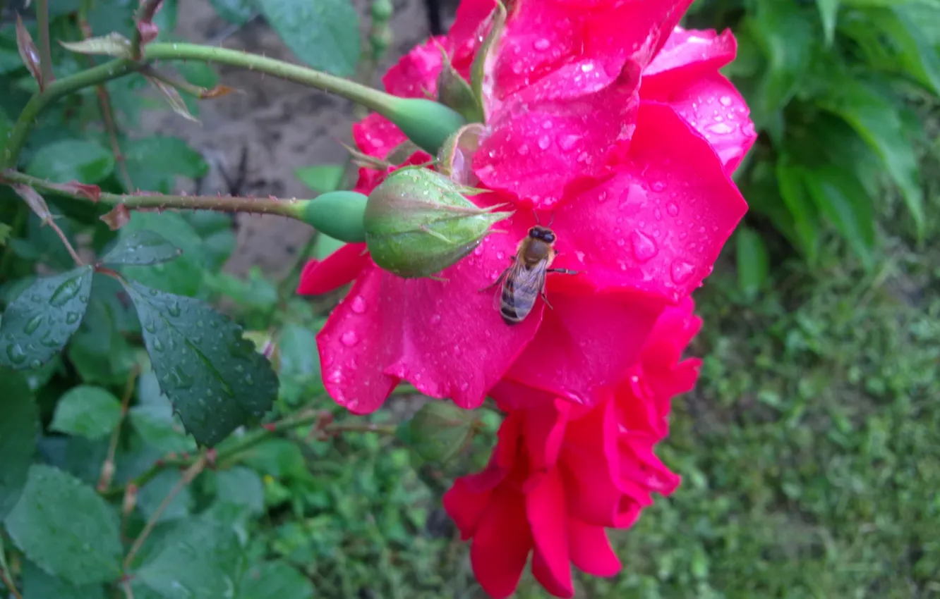 Фото обои лето, капельки, дождь, роза, Пчела