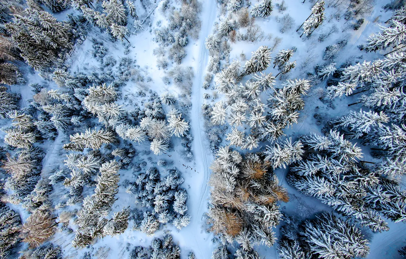 Фото обои зима, дорога, лес, деревья, пейзаж, природа, вид сверху