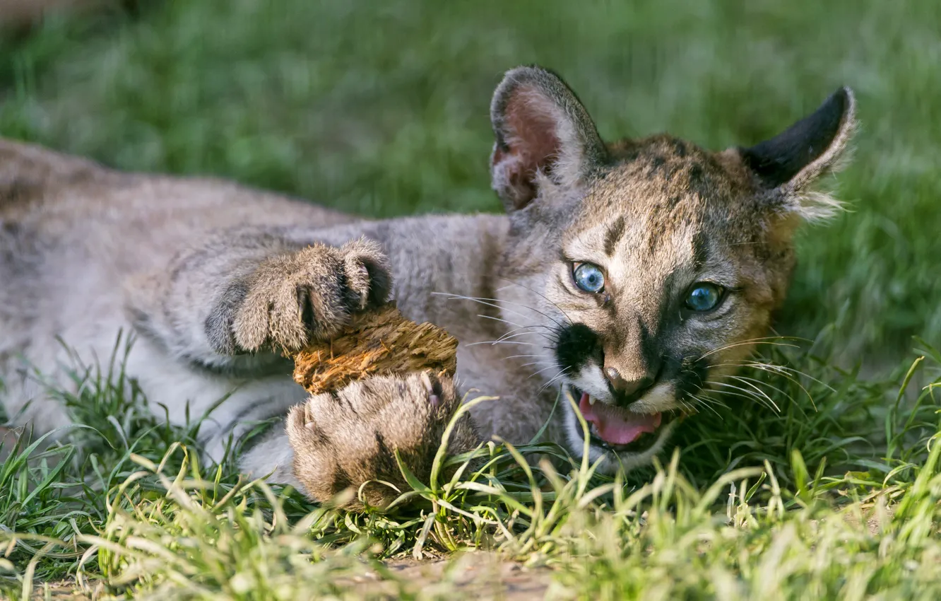 Фото обои кошка, трава, детёныш, котёнок, пума, горный лев, кугуар, ©Tambako The Jaguar